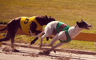 Racing dogs